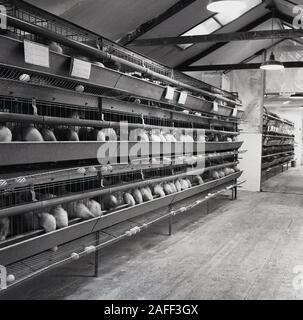 1950er Jahre, historisch, Geflügelzucht, Batteriezucht, Hühner in Käfigen, die Eier legen, England, Großbritannien. Stockfoto