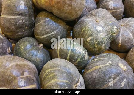 Hintergründe und Texturen: viel Grün Kürbisse, saisonalen Herbst dekorativen Hintergrund. Stockfoto