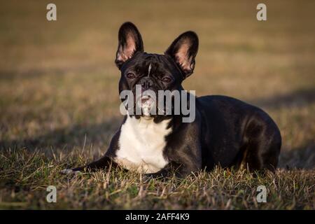 Schwarz Weiß Französische Bulldogge liegen Stockfoto