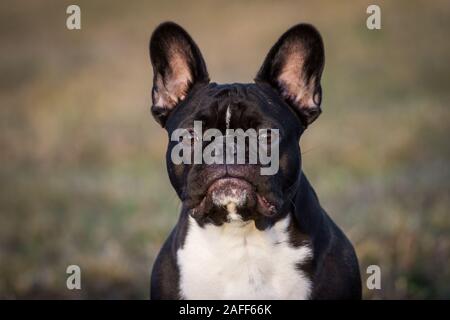 Porträt einer schwarz weiß Französische Bulldogge Stockfoto