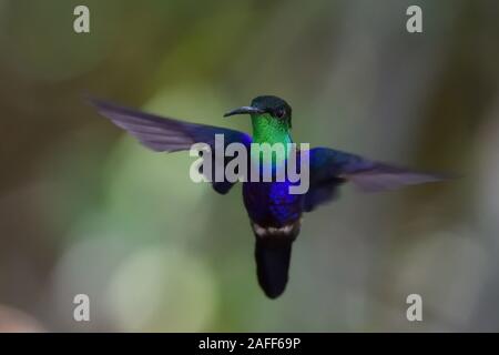 Fork-tailed Woodnymph Kolibri im Flug Stockfoto