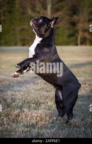 Schwarz Weiß Französische Bulldogge springen Stockfoto