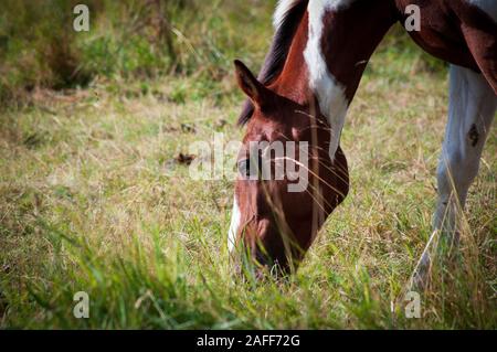 Skewbald Pferd essen Gras in der ursprünglich eingereichten Fassung im Freien. Nahaufnahmen des Kopfes. Sommertag. Stockfoto