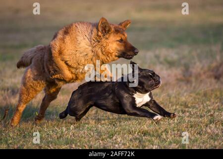 Zwei Hunde spielen, eine französische Bulldogge und einem Westerwälder Kuhhund (alte Deutsche Schäferhund) Stockfoto