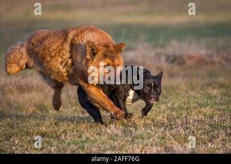 Zwei Hunde spielen, eine französische Bulldogge und einem Westerwälder Kuhhund (alte Deutsche Schäferhund) Stockfoto