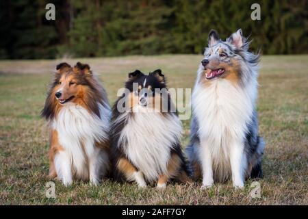 Eine Gruppe von drei Shelties (Shetland Sheepdogs) Stockfoto