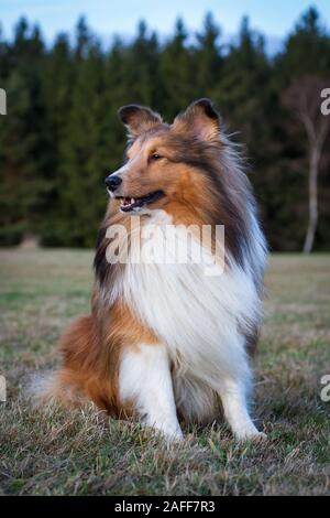 Sable Sheltie (Shetland Sheepdog) Sitzen Stockfoto