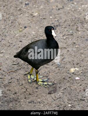 Schwarz Scoter oder Amerikanischen Scoter Vogel ganz nah am Boden, schwarzes Gefieder, Körper, Kopf, Augen, Schnabel, Füße und in seiner Umgebung und Umgebung Stockfoto