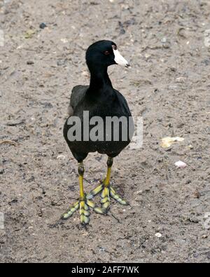 Schwarz Scoter oder Amerikanischen Scoter Vogel ganz nah am Boden, schwarzes Gefieder, Körper, Kopf, Augen, Schnabel, grüne Füße und in seiner Umgebung und surro Stockfoto