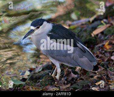 Schwarze Nacht gekrönt - Heron nach Vogel closeup Profil anzeigen auf einem Felsen am Wasser Anzeige Gefieder, Kopf, Schnabel, Auge thront, in seiner Umgebung und e Stockfoto