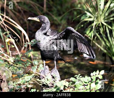 Kormoran Vogel in der Nähe Profil ansehen, indem das Wasser mit Flügeln, die mit Laub Hintergrund thront, Kopf, Augen, Schnabel und Aalen in der s Stockfoto