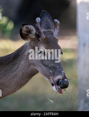 Rotwild Tier Weiß - Sehr geehrte tailed Kopf Nahaufnahme Profil ansehen essen Gras mit bokeh Hintergrund, Kopf, Geweihe, Ohren, Augen, Mund, Nase, Braun f Stockfoto