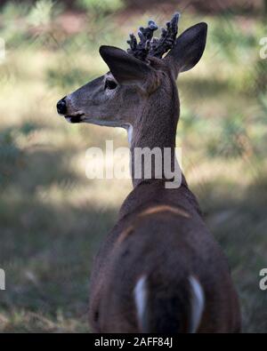Rotwild Tier Weiß - Sehr geehrte tailed Kopf Nahaufnahme Profil anzeigen Mit bokeh Hintergrund anzeigen Kopf, Geweihe, Ohren, Augen, Mund, Nase, braunes Fell in seiner Surr Stockfoto