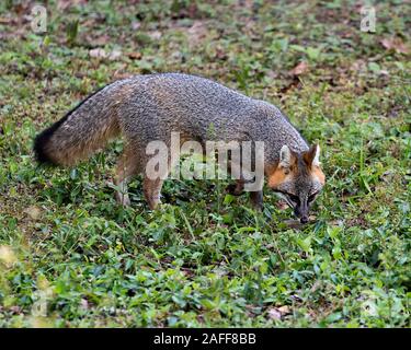 Gray fox Tier in der Nähe Profil ansehen Nahrungssuche im Feld, die Darstellung ihrer Körper, Kopf, Ohren, Augen, Nase, Kopf, buschigen Schwanz in seiner Umgebung und ENVI Stockfoto