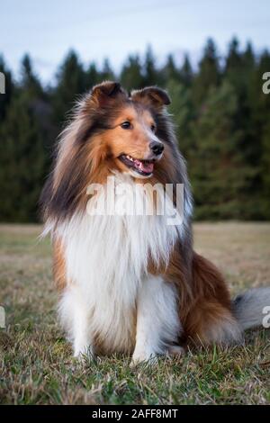 Sable Sheltie (Shetland Sheepdog) Sitzen Stockfoto