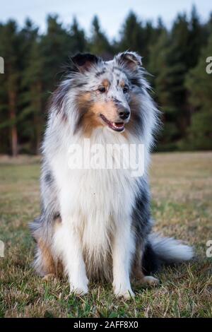 Merle Sheltie (Shetland Sheepdog) Sitzen Stockfoto