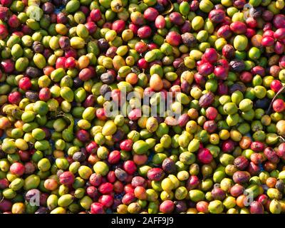 Trocknen Kaffee Obst-/Kirschen in der Provinz Mondulkiri, Kambodscha. Stockfoto