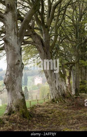 Ein Blick in Richtung Craigievar Castle in Aberdeenshire vom Rand des Raums der Buche Wald auf einem nebligen Frühling Morgen Stockfoto