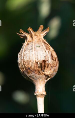 Eine Nahaufnahme eines Schlafmohn (Papaver somniferum) Samen Kopf Verfallende im Spätsommer Stockfoto