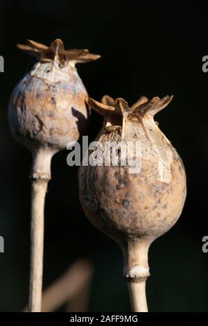 Schlafmohn Samen Köpfe (Papaver somniferum) beginnt zu zerfallen und zersetzen sich am Ende des Sommers Stockfoto