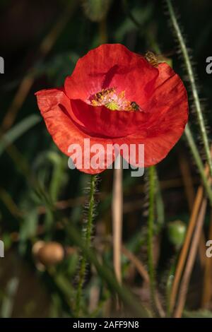 Schwebfliegen (Episyrphus balteatus) auf eine gemeinsame Mohn (Papaver rhoeas) Stockfoto