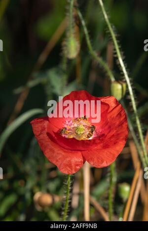 Schwebfliegen (Episyrphus balteatus) die Bestäubung einer Gemeinsamen Mohn (Papaver rhoeas) Stockfoto