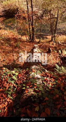 Gefallener Baum, der im Herbst im Wald von Kamačnik von gefallenen Blättern bedeckt ist Stockfoto
