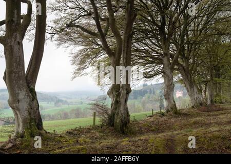 Ein Blick durch eine Linie Buche (Fagus sylvatica) von Craigievar Castle und die umliegende Landschaft an einem nebligen Morgen im Frühling Stockfoto