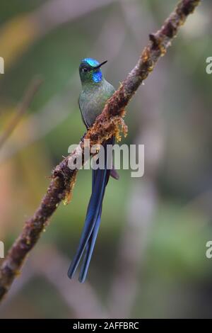 Long-tailed Sylph Kolibri Stockfoto