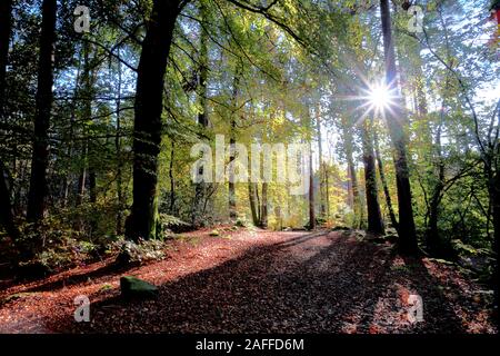 Wald Leuchten, das Sonnenlicht durch das Blätterdach von Bäumen brechen Stockfoto