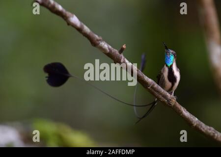 Eine wunderbare Spatuletail Kolibris die seltenen und spektakulären Kolibri in der Welt Stockfoto