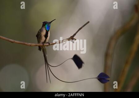 Eine wunderbare Spatuletail Kolibris die seltenen und spektakulären Kolibri in der Welt Stockfoto