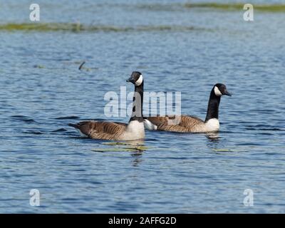 Quebec, Kanada. Ein paar der Kanada Gänse schwimmen in einem See Stockfoto