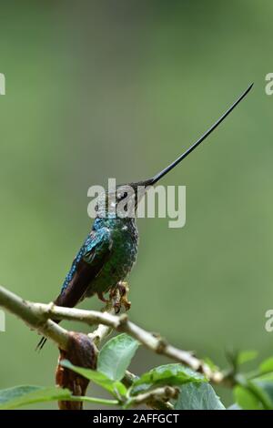 Schwert-billed Hummingbird in der Peruanischen Nebelwald Stockfoto