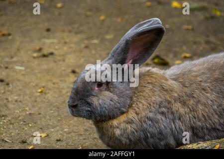 Nahaufnahme einer braunen Europäischen Kaninchen, beliebte häuslich Bunny specie Stockfoto