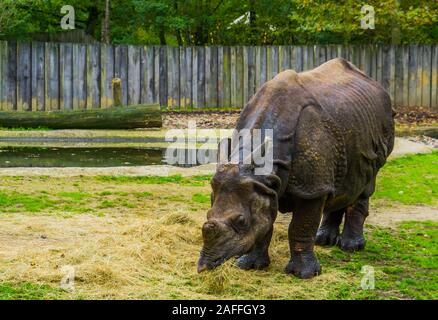 Große indische Nashorn Essen, Diät eines Rhino, gefährdete Tierart aus Indien Stockfoto