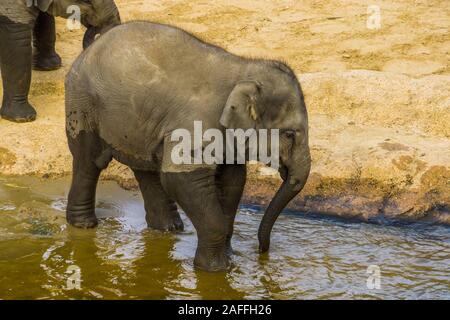 Nahaufnahme von einem jugendlichen Asiatischen Elefanten zu Fuß im Wasser, gefährdete Tierart aus Asien Stockfoto