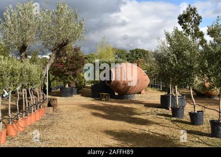 Kleine mittelgroße große alte, vergossene Olivenbäume, die im Gartencenter im britischen Olivenhain gekauft werden können, sind ein großartiger Zufluchtsort bei der Erkundung von Gartenmöbeln Stockfoto