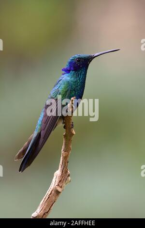 Sekt Violetear hummingbird Stockfoto