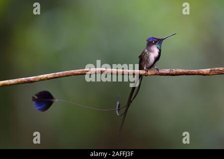 Eine wunderbare Spatuletail Kolibris die seltenen und spektakulären Kolibri in der Welt Stockfoto