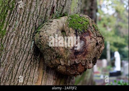 Burl auf einem Baumstamm in einem Park in Köln Stockfoto