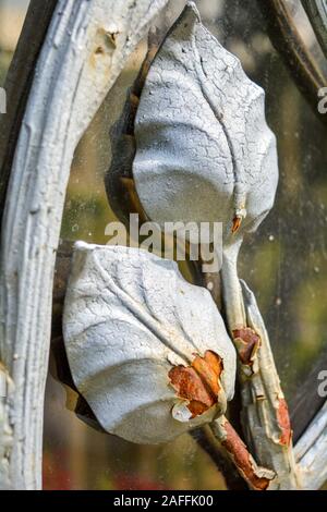 Fragment aus Glas dekorative Gitter mit Ästen und Blättern. Detail des alten schmiedeeisernen Zaun mit pflanzlichen Elemente mit Peeling Weiß Lack Stockfoto