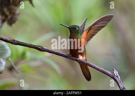 Eine Kastanie Breasted Coronet Kolibri in der Peruanischen Nebelwald Stockfoto