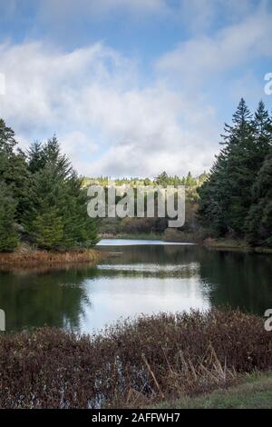 Horseshoe Lake, auf dem Skyline Ridge Trail, an einem sonnigen Tag im Winter, mit Bäumen im Wasser wider. Stockfoto