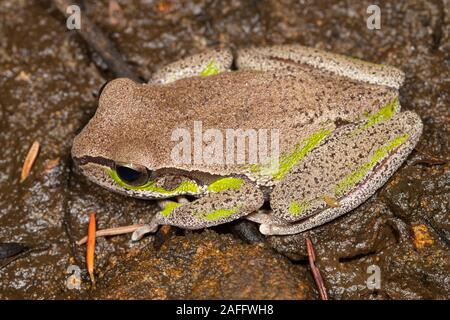 Blue Mountains Tree Frog Stockfoto