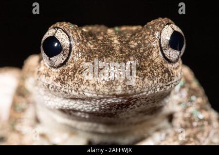 Peron oder Emerald beschmutzt Laubfrosch Stockfoto