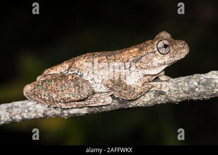 Peron oder Emerald beschmutzt Laubfrosch Stockfoto