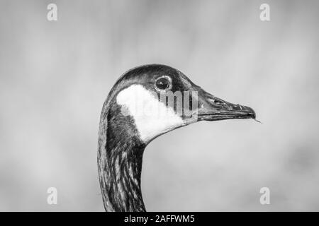 Kanadagans (Branta canadensis) Kopf und Hals in Profil auf herbstlichen Tag. Zeigt markante Zifferblatt schwarz mit weißen Kinnriemen. Monochrom. Stockfoto