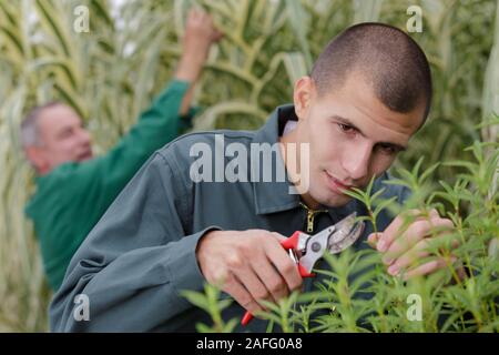 Junger Mann schneidet ein Abzweig mit einem Baum-, Reb- und Gartenscheren Stockfoto