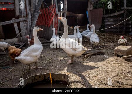 Bilder von Gänse, Weiß und Grau, gehören zur Familie der Hausgans, in einer Farm der Serbischen Landschaft stehen. Diese sind allgemeine Gänse, ein Stockfoto